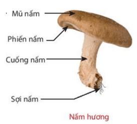 Khoa học tự nhiên 6 Kết nối tri thức Bài 33: Thực hành: Quan sát các loại nấm