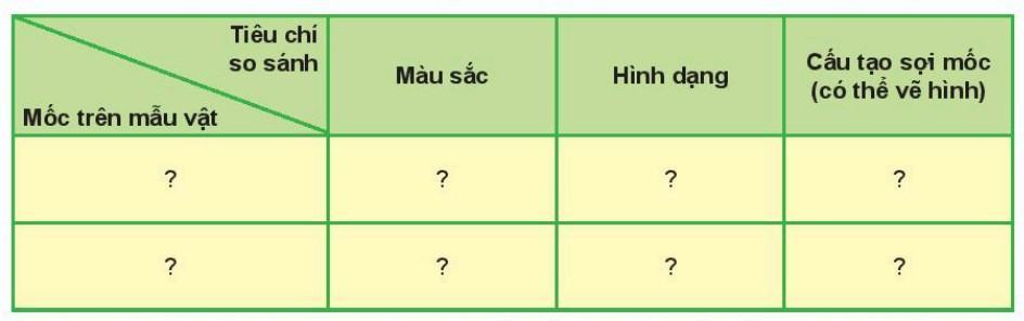 Khoa học tự nhiên 6 Kết nối tri thức Bài 33: Thực hành: Quan sát các loại nấm