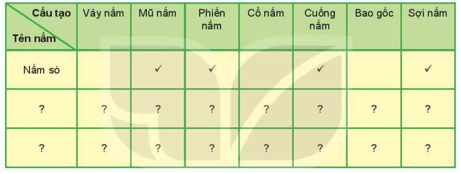 Khoa học tự nhiên 6 Kết nối tri thức Bài 33: Thực hành: Quan sát các loại nấm