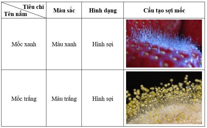 Khoa học tự nhiên 6 Kết nối tri thức Bài 33: Thực hành: Quan sát các loại nấm