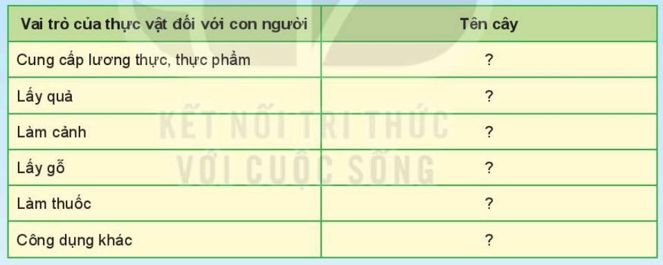 Khoa học tự nhiên 6 Kết nối tri thức Bài 34: Thực vật