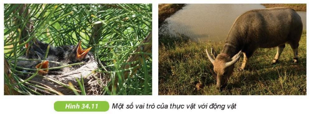Khoa học tự nhiên 6 Kết nối tri thức Bài 34: Thực vật