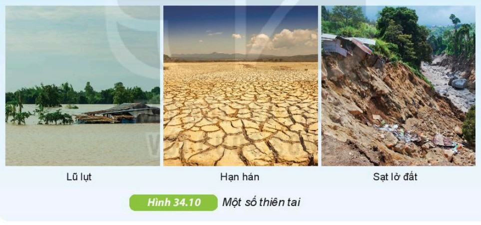 Khoa học tự nhiên 6 Kết nối tri thức Bài 34: Thực vật