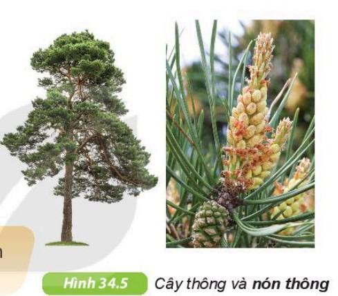 Khoa học tự nhiên 6 Kết nối tri thức Bài 34: Thực vật