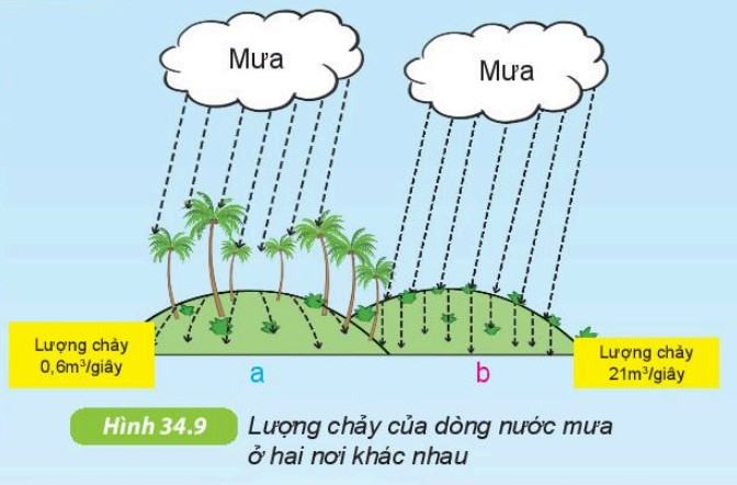 Khoa học tự nhiên 6 Kết nối tri thức Bài 34: Thực vật