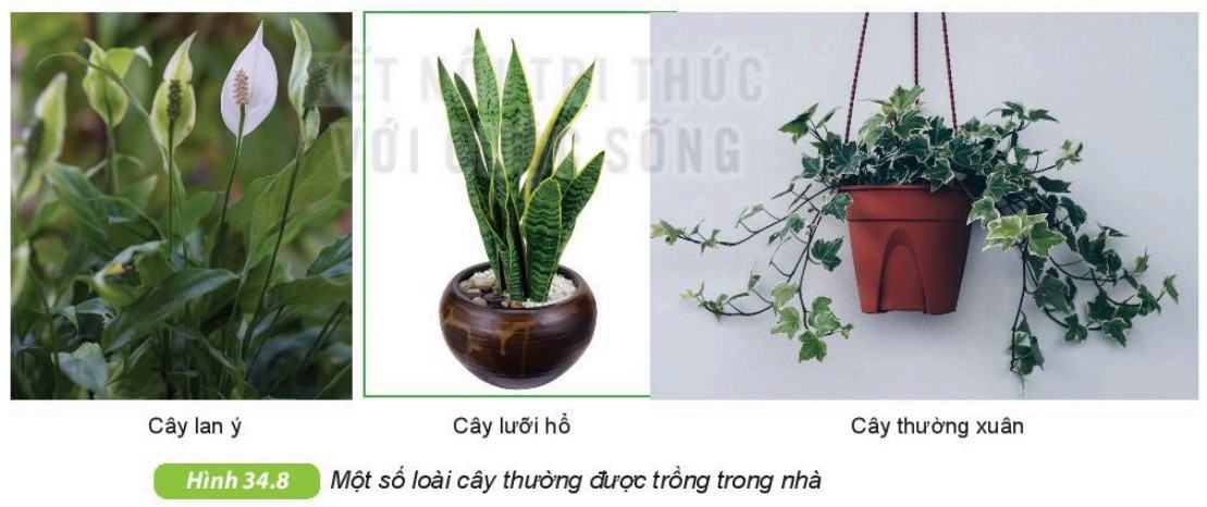 Khoa học tự nhiên 6 Kết nối tri thức Bài 34: Thực vật