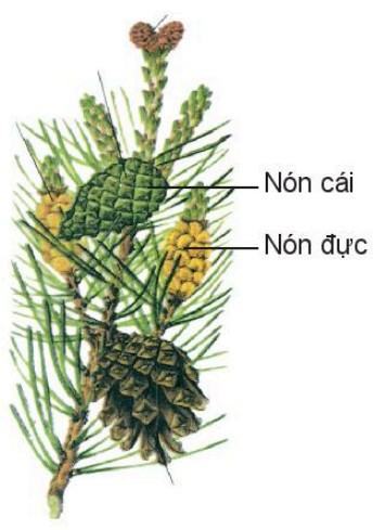 Khoa học tự nhiên 6 Kết nối tri thức Bài 35: Thực hành: Quan sát và phân biệt một số nhóm thực vật