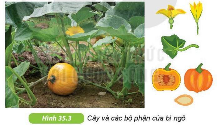 Khoa học tự nhiên 6 Kết nối tri thức Bài 35: Thực hành: Quan sát và phân biệt một số nhóm thực vật