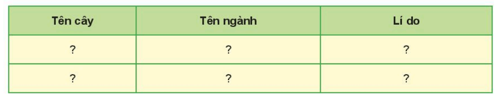 Khoa học tự nhiên 6 Kết nối tri thức Bài 35: Thực hành: Quan sát và phân biệt một số nhóm thực vật