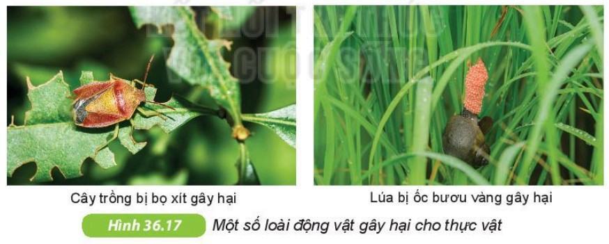 Khoa học tự nhiên 6 Kết nối tri thức Bài 36: Động vật