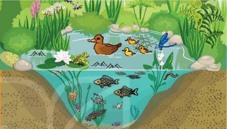 Khoa học tự nhiên 6 Kết nối tri thức Bài 36: Động vật
