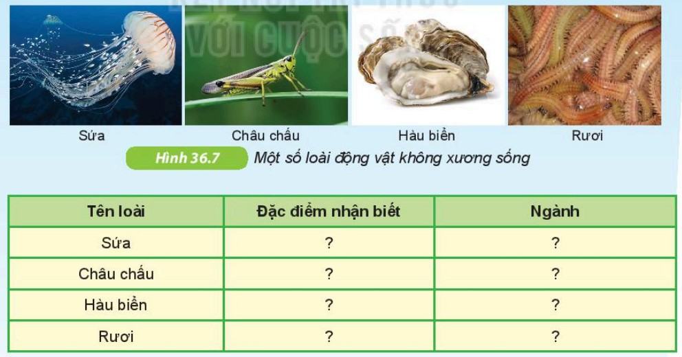 Khoa học tự nhiên 6 Kết nối tri thức Bài 36: Động vật