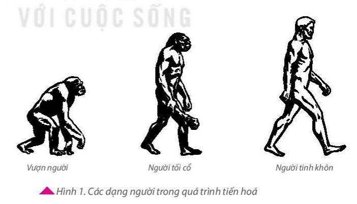 Lịch sử 6 Kết nối tri thức Bài 4: Nguồn gốc loài người