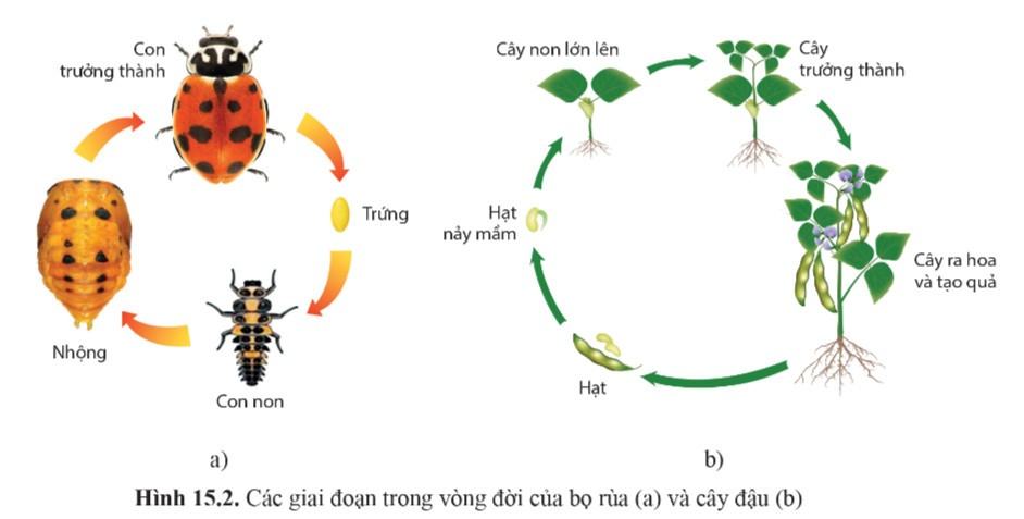 Sinh 11 Cánh Diều Bài 15: Khái quát về sinh trưởng và phát triển ở sinh vật