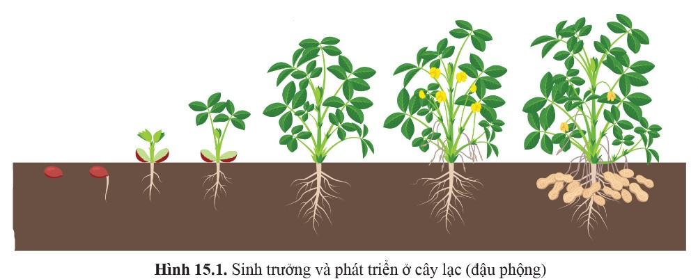 Sinh 11 Cánh Diều Bài 15: Khái quát về sinh trưởng và phát triển ở sinh vật