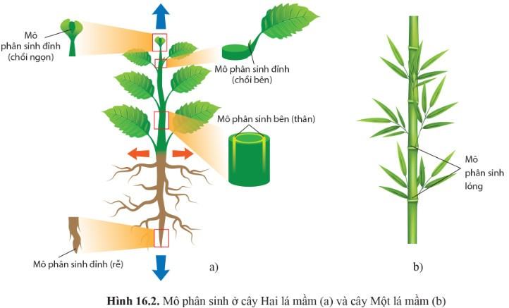 Sinh 11 Cánh Diều Bài 16: Sinh trưởng và phát triển ở thực vật