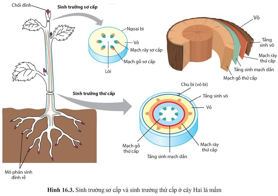 Sinh 11 Cánh Diều Bài 16: Sinh trưởng và phát triển ở thực vật