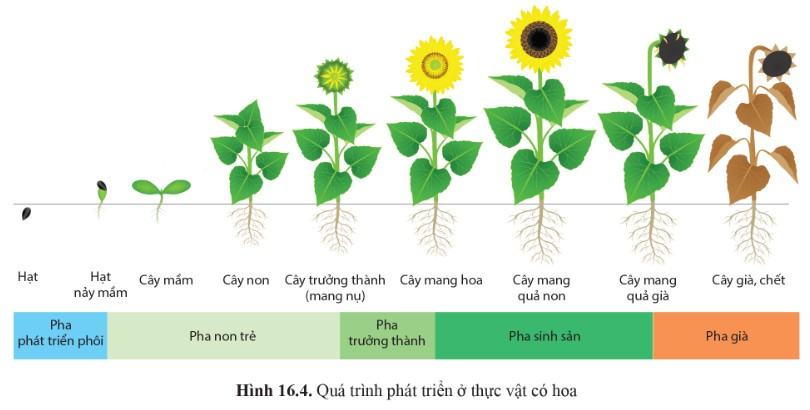Sinh 11 Cánh Diều Bài 16: Sinh trưởng và phát triển ở thực vật