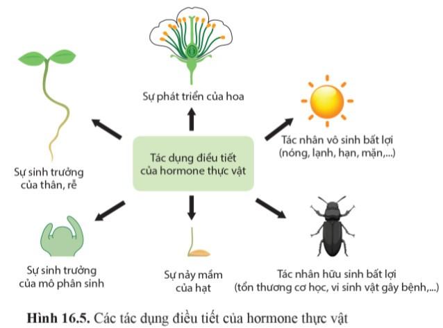 Sinh 11 Cánh Diều Bài 16: Sinh trưởng và phát triển ở thực vật