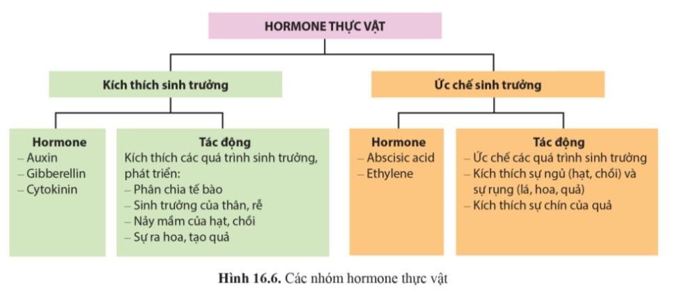 Sinh 11 Cánh Diều Bài 16: Sinh trưởng và phát triển ở thực vật