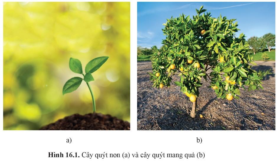 Sinh 11 Cánh Diều Bài 16: Sinh trưởng và phát triển ở thực vật