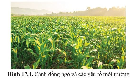 Sinh 11 Cánh Diều Bài 17: Các nhân tố ảnh hưởng đến sinh trưởng và phát triển ở thực vật