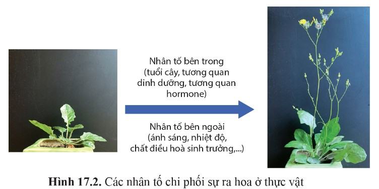 Sinh 11 Cánh Diều Bài 17: Các nhân tố ảnh hưởng đến sinh trưởng và phát triển ở thực vật