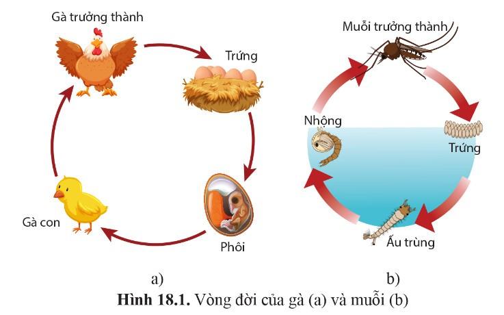 Sinh 11 Cánh Diều Bài 18: Sinh trưởng và phát triển ở động vật