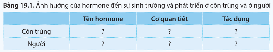 Sinh 11 Cánh Diều Bài 19: Các nhân tố ảnh hưởng đến sinh trưởng và phát triển ở động vật