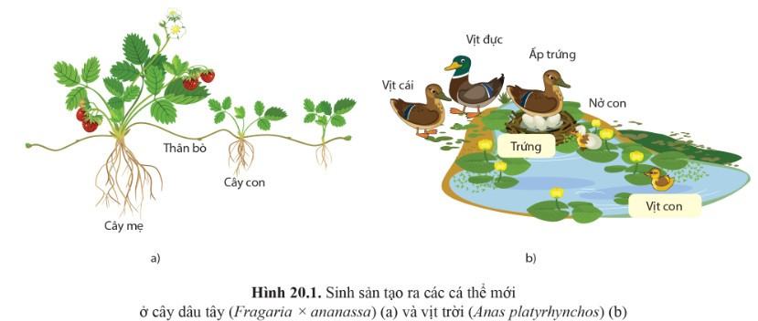Sinh 11 Cánh Diều Bài 20: Khái quát về sinh sản ở sinh vật