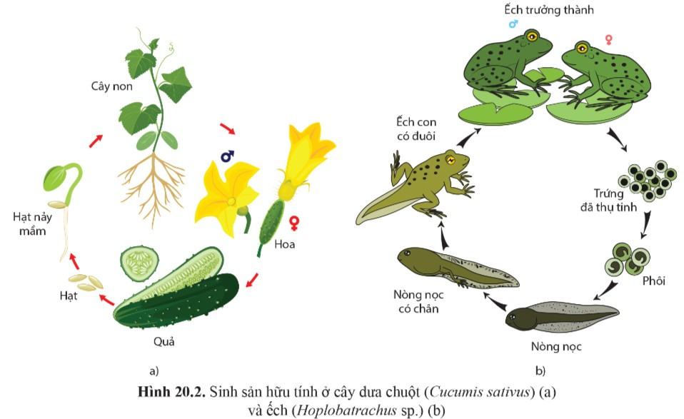 Sinh 11 Cánh Diều Bài 20: Khái quát về sinh sản ở sinh vật