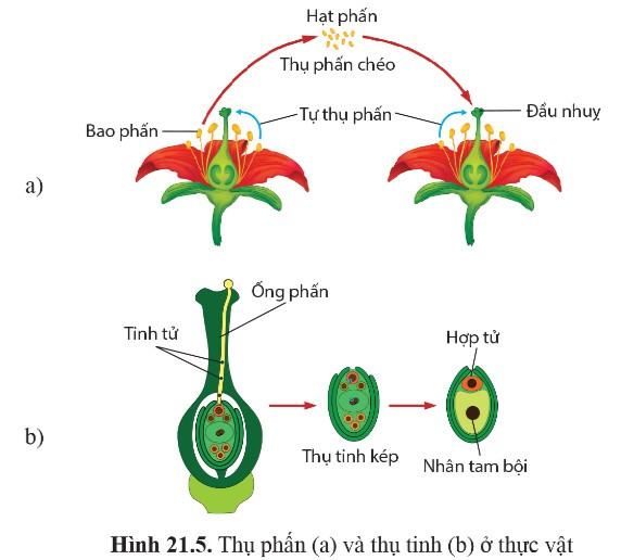 Sinh 11 Cánh Diều Bài 21: Sinh sản ở sinh vật