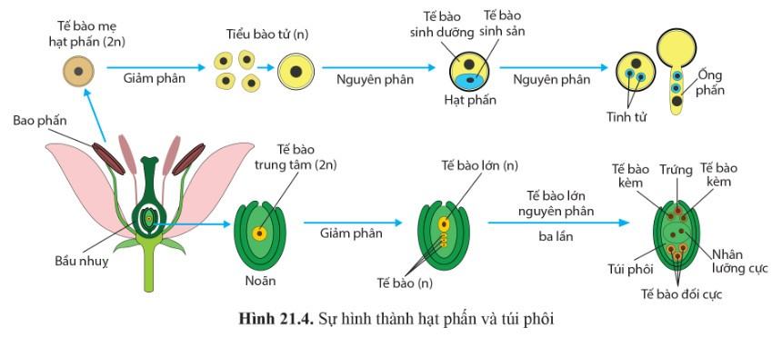 Sinh 11 Cánh Diều Bài 21: Sinh sản ở sinh vật