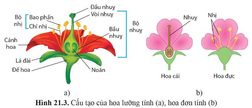 Sinh 11 Cánh Diều Bài 21: Sinh sản ở sinh vật