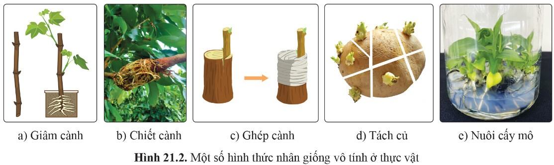 Sinh 11 Cánh Diều Bài 21: Sinh sản ở sinh vật