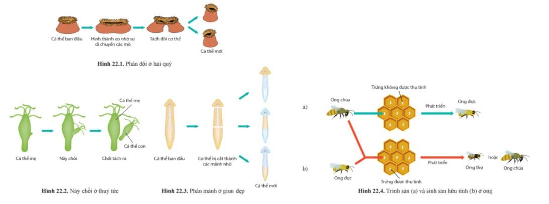 Sinh 11 Cánh Diều Bài 22: Sinh sản ở động vật