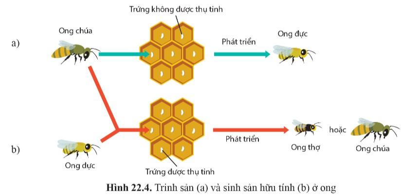 Sinh 11 Cánh Diều Bài 22: Sinh sản ở động vật