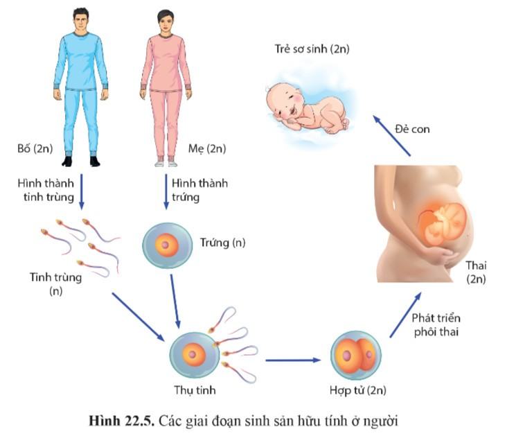 Sinh 11 Cánh Diều Bài 22: Sinh sản ở động vật