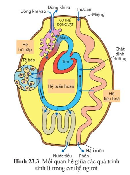 Sinh 11 Cánh Diều Bài 23: Cơ thể là một thể thống nhất