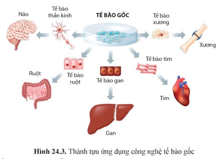 Sinh 11 Cánh Diều Bài 24: Một số ngành nghề liên quan đến sinh học cơ thể