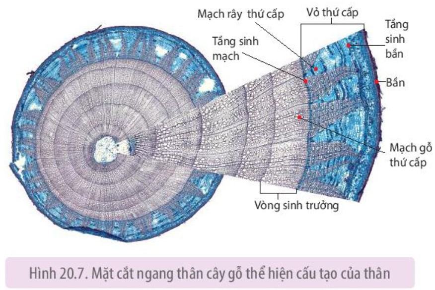 Sinh 11 Kết nối tri thức Bài 20: Sinh trưởng và phát triển ở thực vật