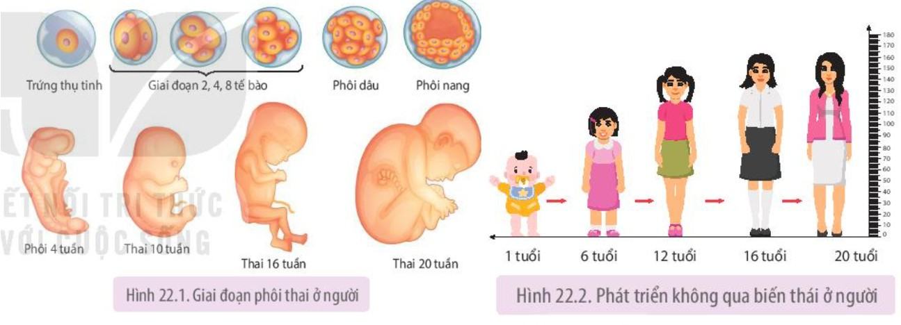 Sinh 11 Kết nối tri thức Bài 22: Sinh trưởng và phát triển ở động vật