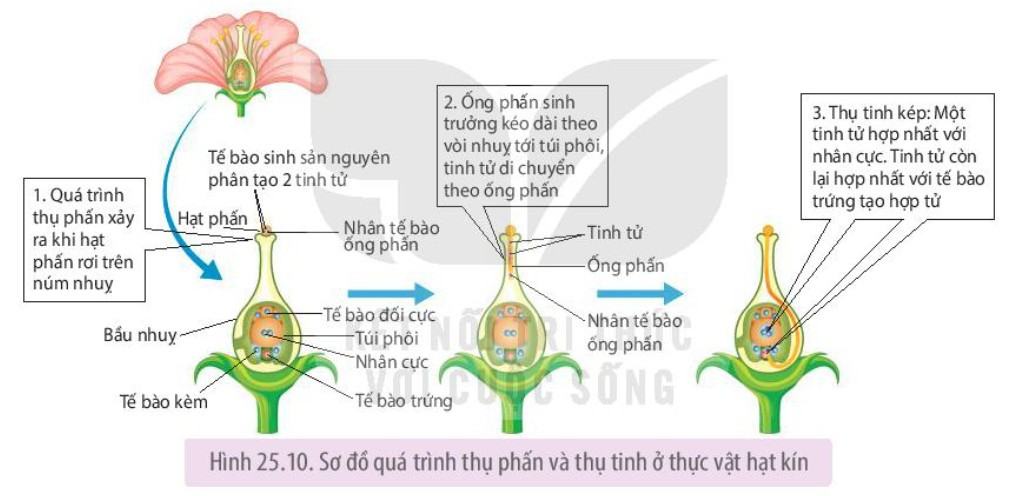 Sinh 11 Kết nối tri thức Bài 25: Sinh sản ở thực vật