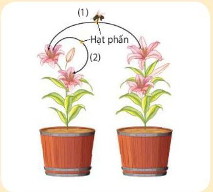 Sinh 11 Kết nối tri thức Bài 25: Sinh sản ở thực vật
