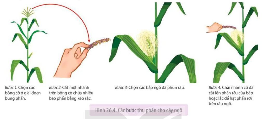 Sinh 11 Kết nối tri thức Bài 26: Thực hành: Nhân giống vô tính và thụ phấn cho cây