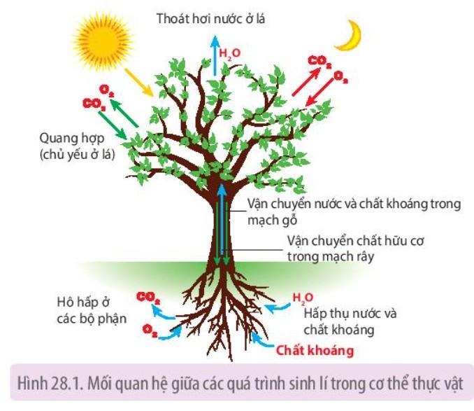 Sinh 11 Kết nối tri thức Bài 28: Mối quan hệ giữa các quá trình sinh lí trong cơ thể sinh vật