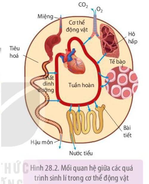 Sinh 11 Kết nối tri thức Bài 28: Mối quan hệ giữa các quá trình sinh lí trong cơ thể sinh vật