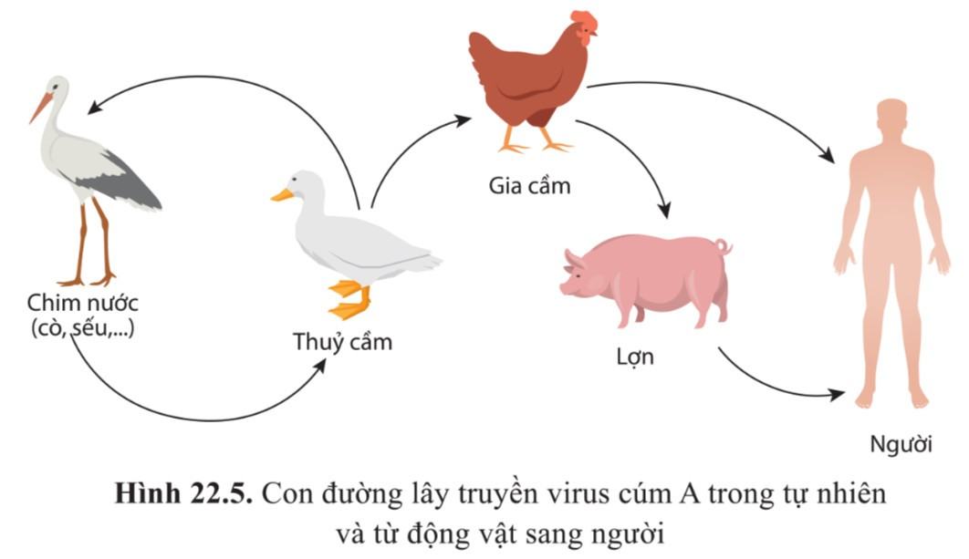 Chúng ta nên làm gì để hạn chế sự lây truyền virus cúm A từ động vật sang người?