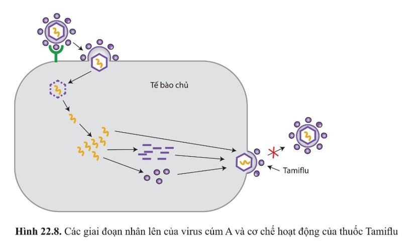 Nêu các giai đoạn trong chu trình nhân lên của virus