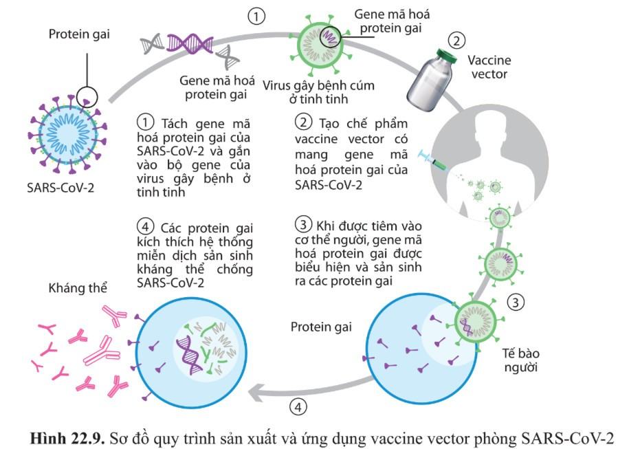 Quan sát hình 22.9 và mô tả lại quy trình sản xuất và sử dụng vaccine vector phòng SARS-CoV-2.